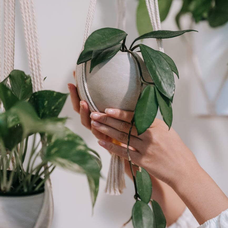a person holding a hanging potted plant